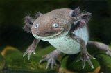 Axolotl Ambystoma mexicanum