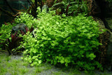 Bacopa Australis