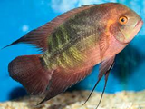 Chocolate Cichlid