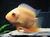 Golden Severums