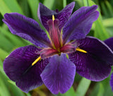 Iris Black Gamecock