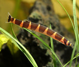 Kuhli Loach