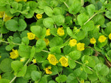 Lysimachia Nummularia (Creeping Jenny)