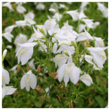 Mazus reptans Alba - Chinese marshflower