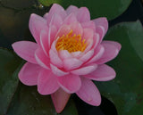Pink Peony&nbsp;Water lily (Nymphaea Pink Peony)