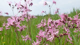 Ragged robin, Lychnis flos-cuculi