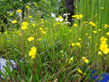 Ranunculus Flammula