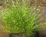 Isolepis cernua fiber optic plant ( Scirpus cernuus )