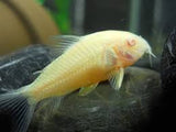 Albino Corydoras