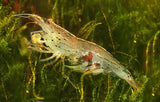 Armano Shrimp