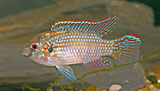 Aolomolachromis Thoinas