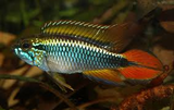 Apistogramma Agassizii