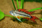 Apistogramma Cacatoides