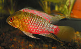 Apistogramma Hongsloi