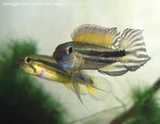 Apistogramma Mendezi