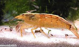 Bamboo Shrimp