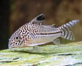 Bio Colour Corydoras