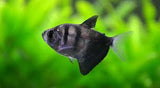 Black Widow Tetra