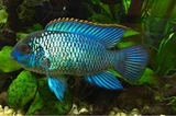 Blue Acara