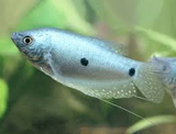 Blue Gourami