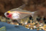 Blushing Pristella Tetra