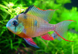 Bolivian Rams