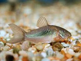 Bronze Corydoras