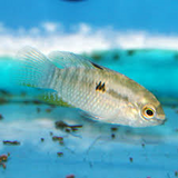 Cateocarc Curviceps