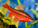 Cherry Barb