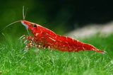 Cherry Shrimp