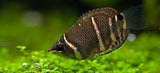 Chocolate Gourami