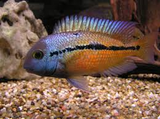 Cichlisom Nicaraguense