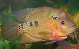 Cichlisom Trimaculatum