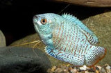 Cobalt Blue Gourami