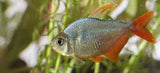 Columbian Red Tailed Tetra