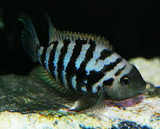 Convict Cichlid