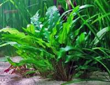 Cryptocoryne