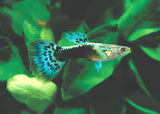 Dragon Guppy