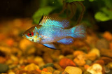 Electric Blue Rams