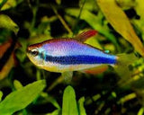 Emperor Tetra