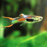 Endler Guppy