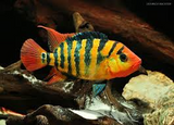 Festae Cichlid