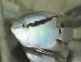 Festivum Cichlid