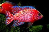 Alonocara Fire Fish