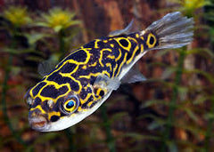 Figure 8 puffer food hotsell