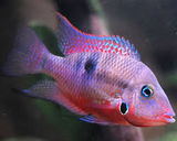 Firemouth Cichlid