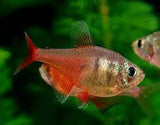 Flame Tetra