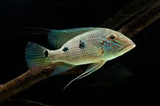 Geophagus Daemoni