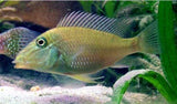 Geophagus Jarupi