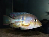 Geophagus Norte